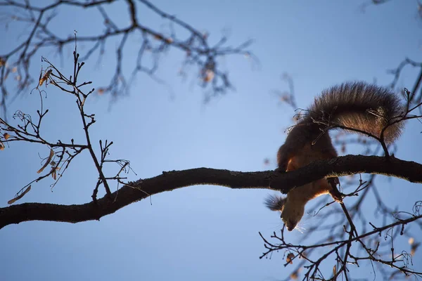 Red squirrel sits on a tree branch against the blue sky — ストック写真