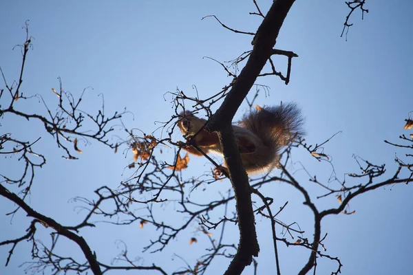 Red squirrel sits on a tree branch against the blue sky — ストック写真