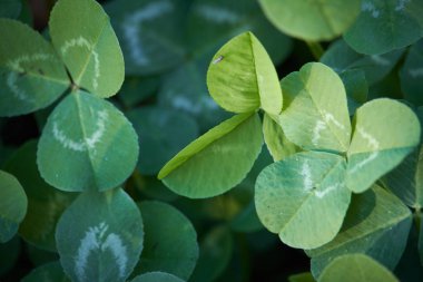 Yonca yapraklarının doğal arka planı, seçici odak