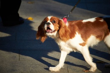Charles Cocker spaniel köpek yavrusu Şehir parkında yürüyor