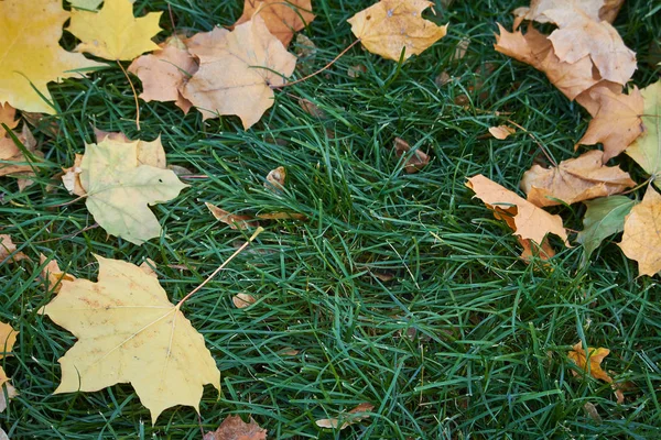 Close-up of yellow maple leaves on the green grass of the lawn, selective focus — Stock Photo, Image