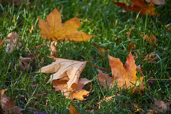 Close-up of yellow maple leaves on the green grass of the lawn, selective focus — Stock Photo, Image