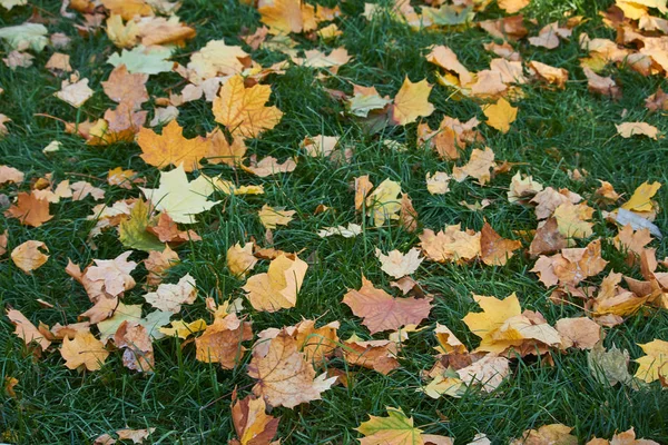 Primer plano de hojas de arce amarillo en la hierba verde del césped, enfoque selectivo —  Fotos de Stock
