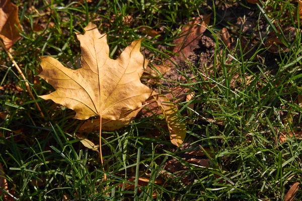 Gros plan des feuilles d'érable jaune sur l'herbe verte de la pelouse, mise au point sélective — Photo