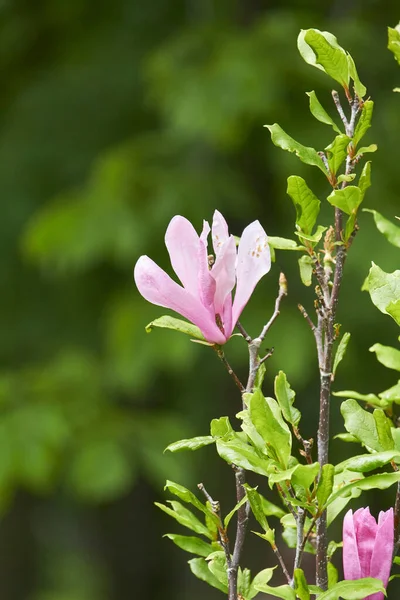 Gros Plan Fleur Magnolia Dans Parc Après Pluie Mise Point — Photo