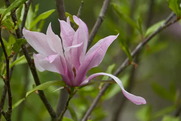 Gros Plan Fleur Magnolia Dans Parc Après Pluie Mise Point — Photo