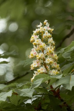 Yeşil ağaç yaprakları üzerinde beyaz kestane çiçekleri, seçici odak