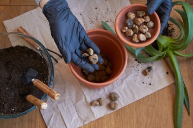 Adım adım ev bitkisi aloe vera 'yı kahverengi kil saksısına, kadın el nakli bitkisini ev bahçesine naklediyor.
