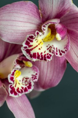 Gri arka planda mor orkidenin aşırı yakın çekim dalı, seçici odak
