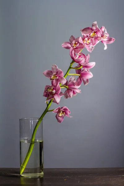 Glass vase with branch of purple orchid on gray background, selective focus — Stock Photo, Image