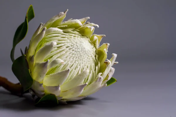 Ekstremalne zbliżenie biały król protea kwiat na szarym tle, selektywne skupienie — Zdjęcie stockowe