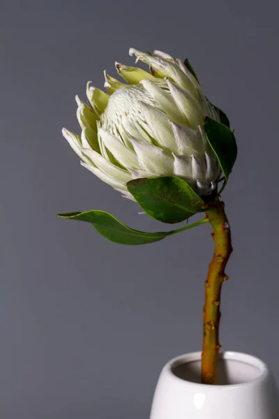 Close-up white king protea flower in minimalistic ceramic vase on gray background, selective focus — Stock Photo, Image