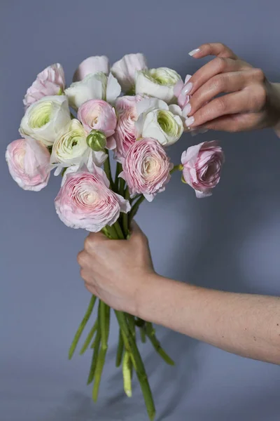 Весняні квіти букет у жіночих руках. Рожеві та білі квіти рунункули ізольовані на сірому фоні. Красивий букет з баклажанів . — стокове фото