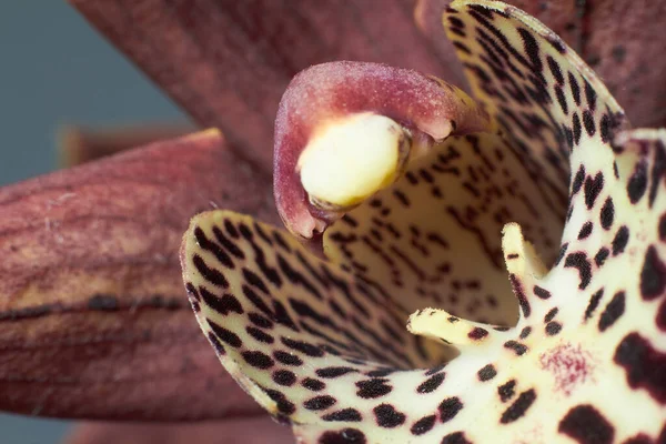 Ekstremalne zbliżenie fioletowej orchidei na szarym tle, ostrość selektywna — Zdjęcie stockowe