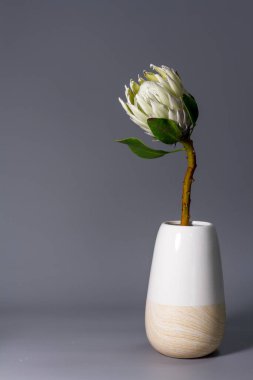 Yakın plan beyaz kral protea çiçeği gri arkaplan üzerinde minimalist seramik vazo, seçici odak