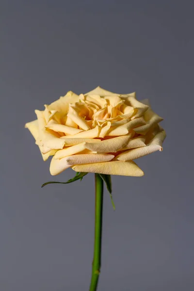 Beautiful Beige Rose Blossoming Petals Blurry Grey Backdrop Selective Focus — Stock Photo, Image