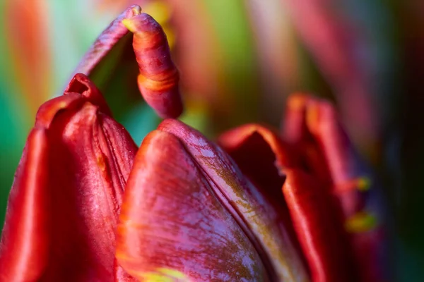 自然と休日の背景極端なクローズアップとしての赤いチューリップの芽のマクロショット。ポストカードの美しさとデザインのための美しいチューリップ. — ストック写真