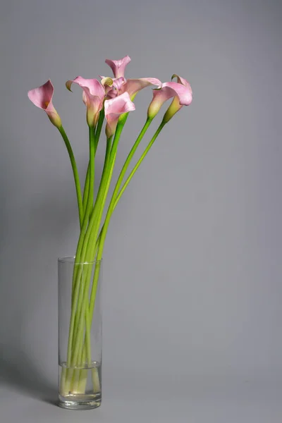 Bouquet Aus Rosa Calla Lilien Glasvase Auf Grauem Hintergrund Gruß — Stockfoto