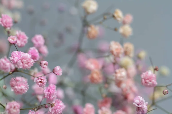 灰色背景下的多彩的吉普赛花花束 粉刷背景下吉普赛花的微结构 — 图库照片