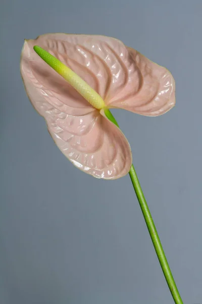 Beautiful Pink Blossoming Single Anthurium Flower Grey Background Close View — Stock Photo, Image