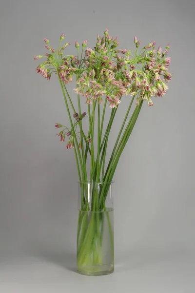 Gräslök Eller Allium Schoenoprasum Blommande Blommor Glasvas Grå Bakgrund Selektivt — Stockfoto