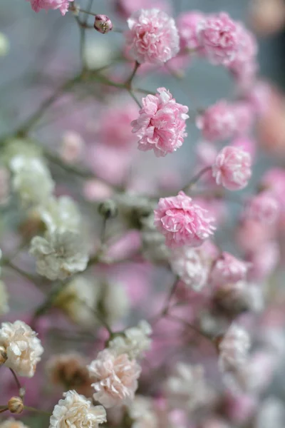 Bouquet Multicolore Fleurs Gypsophile Sur Fond Gris Composition Minimale Des — Photo