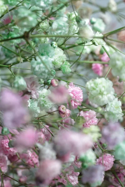 Flerfärgad Bukett Zigenare Blommor Grå Bakgrund Minimal Sammansättning Zigenare Blommor — Stockfoto