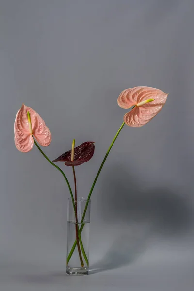 Beautiful Pink Dark Red Blossoming Anthurium Flowers Grey Background Close — Stock Photo, Image