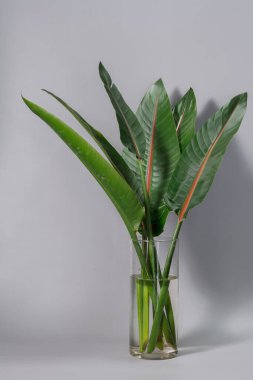 Yeşil strelitzia gri arka planda cam vazoda yapraklar yapar. Strelitzia retinae yeşilliği. Cennet kuşunun yaprakları. Heliconia yaprağı.