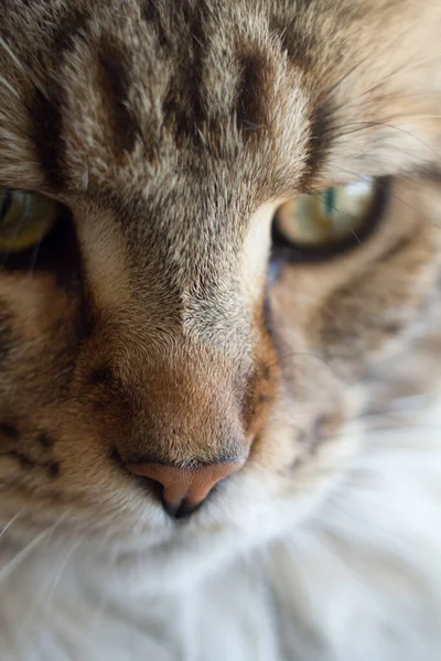 Niezwykle Bliski Portret Domowej Trójbarwnej Kotki Maine Coon Zamknij Zdjęcie — Zdjęcie stockowe