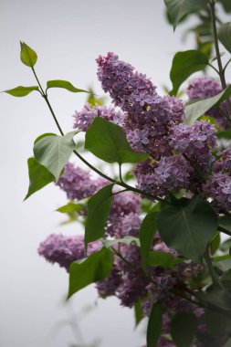 Yağmurda çiçek açan leylakları park ya da bahçe arka planına yakın tut, seçici odak