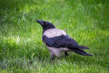 Açık gagalı bir karga kuşu parktaki yeşil çimlere gider.