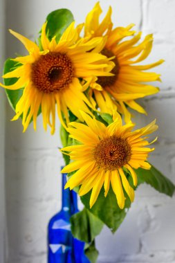 Mavi cam vazoda çiçek açan sarı ayçiçekleri beyaz tuğla duvar arka planı, seçici odak