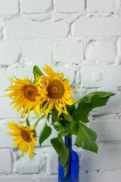 Bouquet Blooming Yellow Sunflowers Blue Glass Vase White Brick Wall — Stock Photo, Image