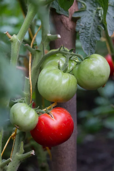 Home Grown Natural Tomatoes Growing Branch Greenhouse Copy Space Selective — Stock Photo, Image