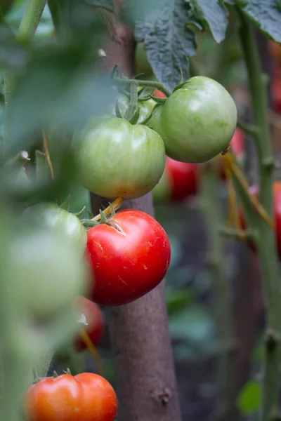 Domowe Uprawiane Pomidory Naturalne Rosnące Gałęzi Szklarni Przestrzeń Kopiowania Selektywne — Zdjęcie stockowe