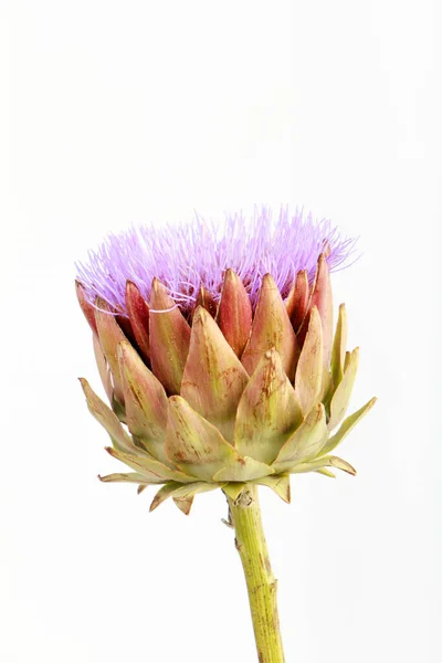 Única flor de alcachofra no fundo branco, conceito de cartão de saudação, foco seletivo — Fotografia de Stock