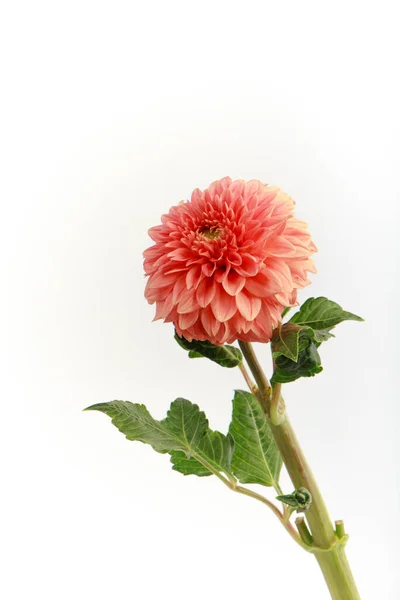 Pink fragile dahlia flower isolated on white background, greeting card