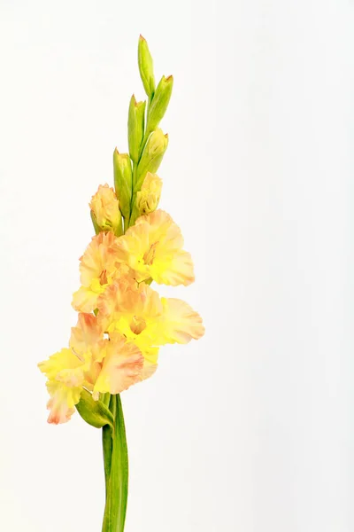 Одиночный желтый цветок гладиолуса на белом фоне, поздравительная концепция, избирательный фокус — стоковое фото