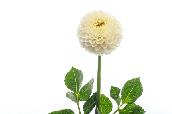 White fragile dahlia flower isolated on white background, greeting card — Stock Photo, Image