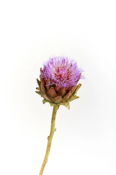 Single artichoke flower on white backdrop, greeting card concept, selective focus — Stock Photo, Image