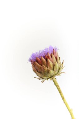 Beyaz arka planda tek bir enginar çiçeği, tebrik kartı konsepti, seçici odaklanma