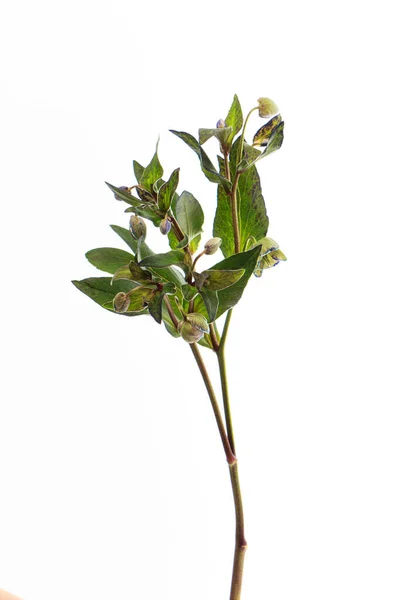 Ветвь Зеленого Цветка Hellebore Изолировать Белом Фоне Поздравительная Открытка Избирательный — стоковое фото