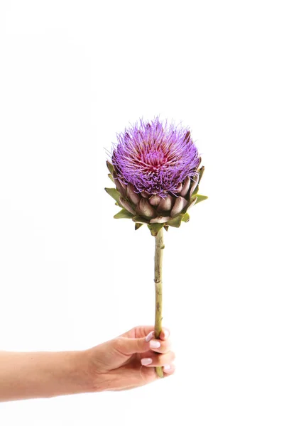 Female Hand Holds Single Artichoke Flower White Background Greeting Card — Stock Photo, Image