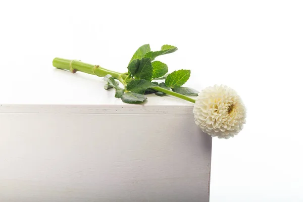 Biały Świeży Delikatny Kwiat Dahlii Wyizolowany Białym Tle Kartka Życzeniami — Zdjęcie stockowe