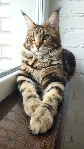 Porträt Der Maine Coon Katze Auf Fensterbank Über Offenem Fenster — Stockfoto