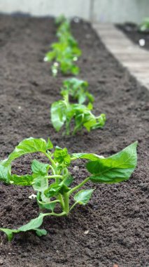 Sebze bahçesinde topraktan filizlenen yeşil domatesler, yeşil çiftlik konsepti, seçici odak