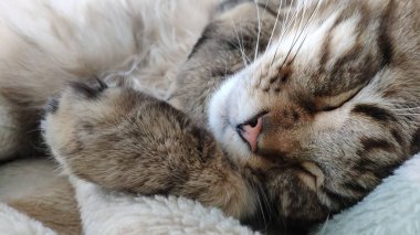 Sahte kürk battaniyeyle kaplı yatakta uyuyan sevimli tekir kedi. Rahat bir an, gezici fotoğraf.