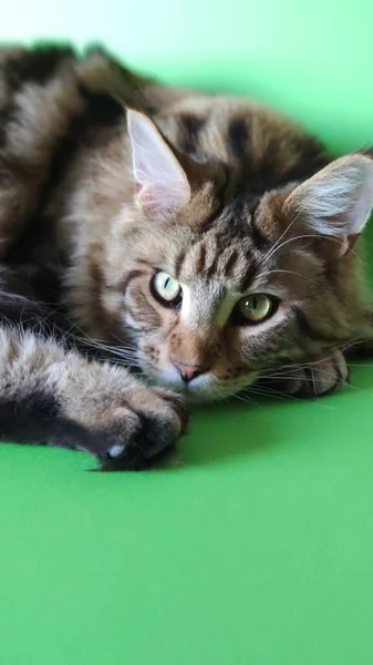 Maine Coon Katzenporträt Isoliert Auf Grünem Hintergrund Junge Katze Auf — Stockfoto
