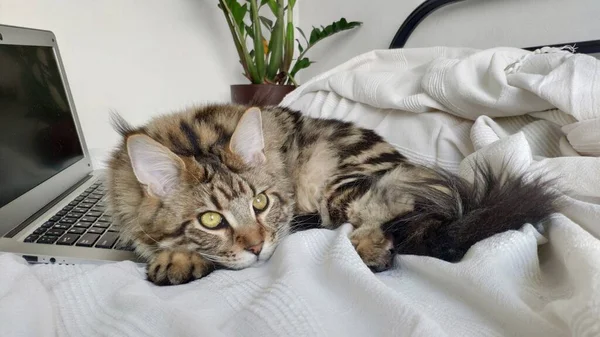 Retrato Maine Coon Gato Encuentra Cama Funciona Ordenador Portátil Enfoque — Foto de Stock